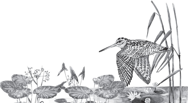 Иллюстрация к книге — Русский лес. С вопросами и ответами для почемучек [_96.jpg]