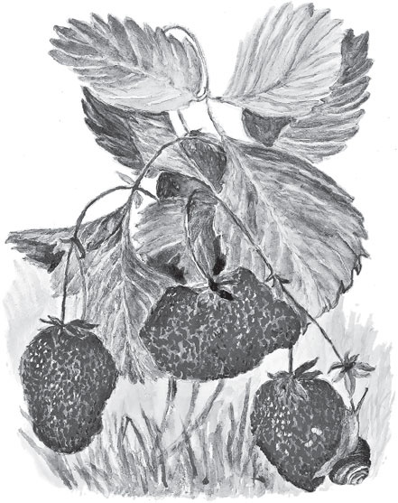 Иллюстрация к книге — Русский лес. С вопросами и ответами для почемучек [_97.jpg]