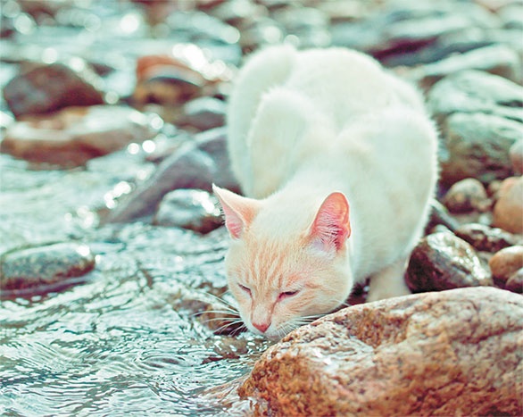 Иллюстрация к книге — Необыкновенные истории для друзей Любавы [i_002.jpg]