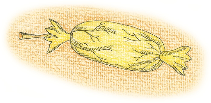 Иллюстрация к книге — Карамельное дерево [i_010.jpg]