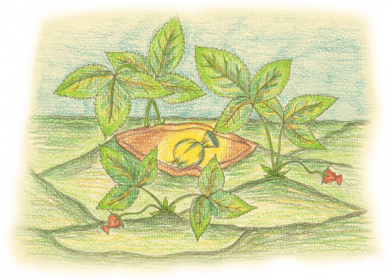 Иллюстрация к книге — Карамельное дерево [i_013.jpg]