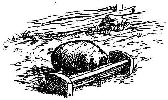 Иллюстрация к книге — Паутинка Шарлотты [i_006.jpg]