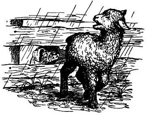 Иллюстрация к книге — Паутинка Шарлотты [i_010.jpg]