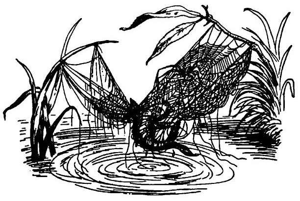 Иллюстрация к книге — Паутинка Шарлотты [i_028.jpg]