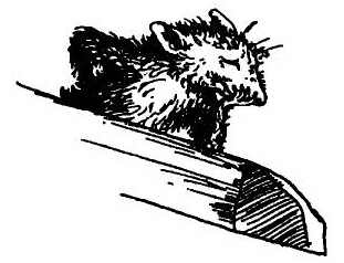 Иллюстрация к книге — Паутинка Шарлотты [i_036.jpg]