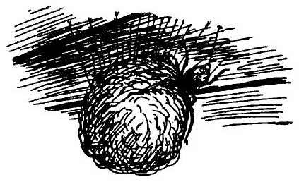 Иллюстрация к книге — Паутинка Шарлотты [i_037.jpg]