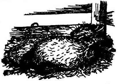 Иллюстрация к книге — Паутинка Шарлотты [i_038.jpg]