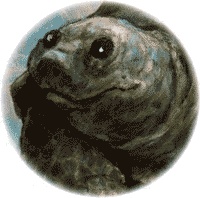 Иллюстрация к книге — Как стать настоящим львом [img15.jpg]