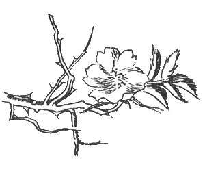 Иллюстрация к книге — Папа и море [i_006.jpg]