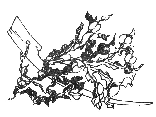 Иллюстрация к книге — Папа и море [i_020.jpg]