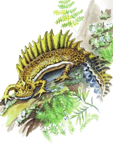 Иллюстрация к книге — Сказки комнатных растений [i_022.jpg]