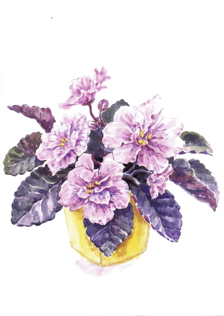 Иллюстрация к книге — Сказки комнатных растений [i_029.jpg]