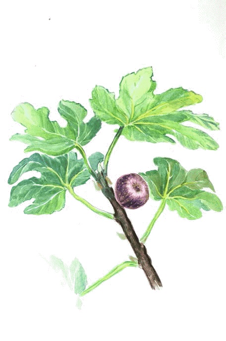 Иллюстрация к книге — Сказки комнатных растений [i_048.jpg]