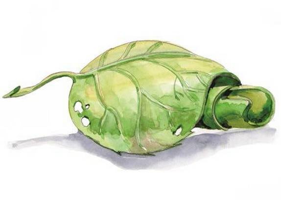 Иллюстрация к книге — Фруечки [i_013.jpg]