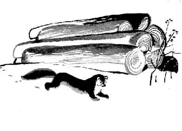 Иллюстрация к книге — Конь с розовой гривой [i_012.jpg]