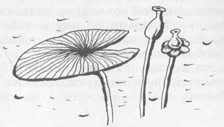 Иллюстрация к книге — Победитель страха [picture28.jpg]