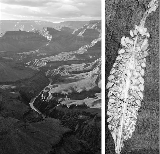 Иллюстрация к книге — 100 великих тайн доисторического мира [i_011.jpg]