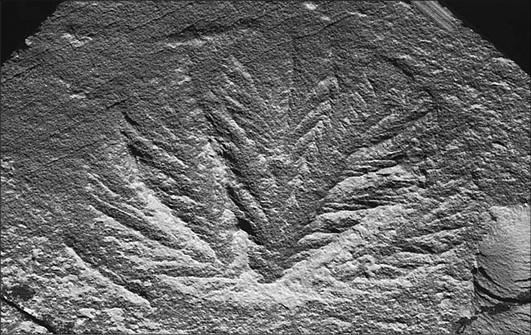 Иллюстрация к книге — 100 великих тайн доисторического мира [i_013.jpg]