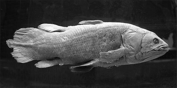 Иллюстрация к книге — 100 великих тайн доисторического мира [i_014.jpg]