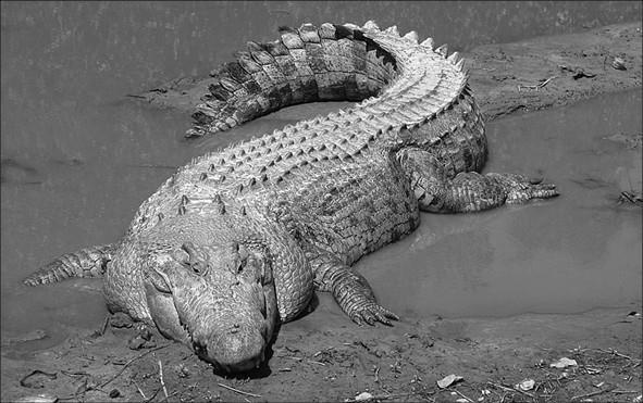 Иллюстрация к книге — 100 великих тайн доисторического мира [i_015.jpg]