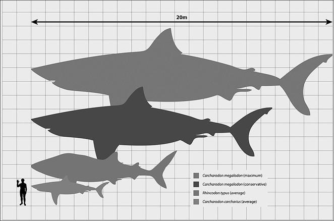 Иллюстрация к книге — 100 великих тайн доисторического мира [i_019.jpg]