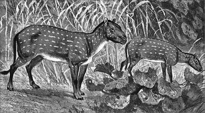 Иллюстрация к книге — 100 великих тайн доисторического мира [i_020.jpg]