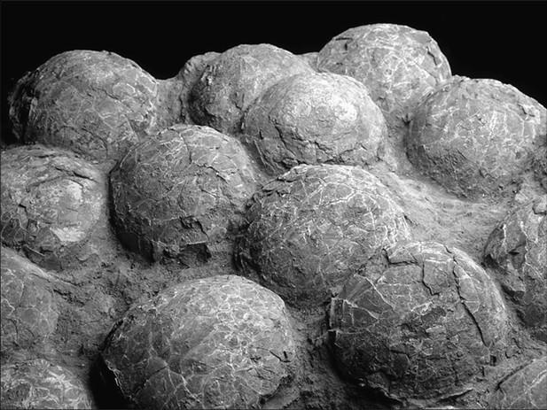 Иллюстрация к книге — 100 великих тайн доисторического мира [i_031.jpg]