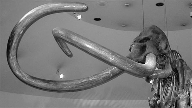 Иллюстрация к книге — 100 великих тайн доисторического мира [i_036.jpg]