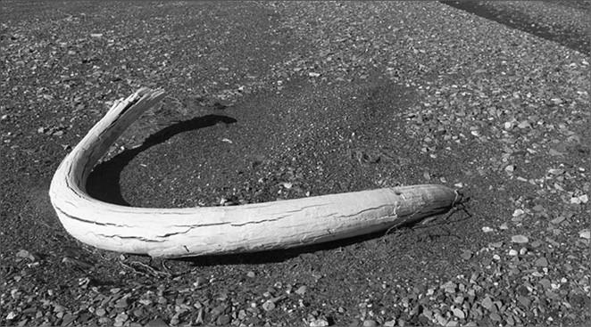 Иллюстрация к книге — 100 великих тайн доисторического мира [i_039.jpg]