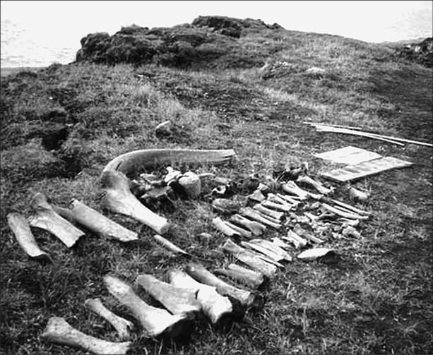 Иллюстрация к книге — 100 великих тайн доисторического мира [i_040.jpg]