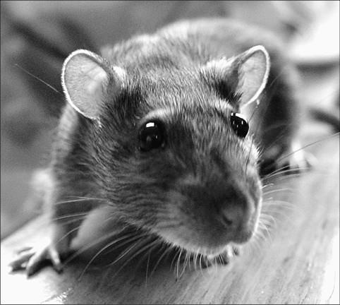 Иллюстрация к книге — 100 великих тайн доисторического мира [i_056.jpg]