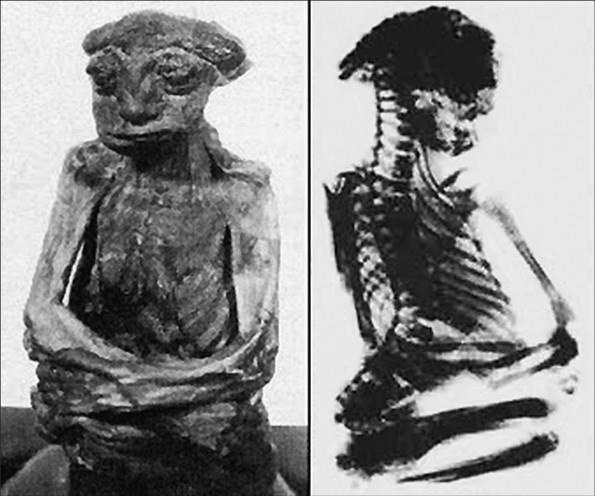 Иллюстрация к книге — 100 великих тайн доисторического мира [i_081.jpg]