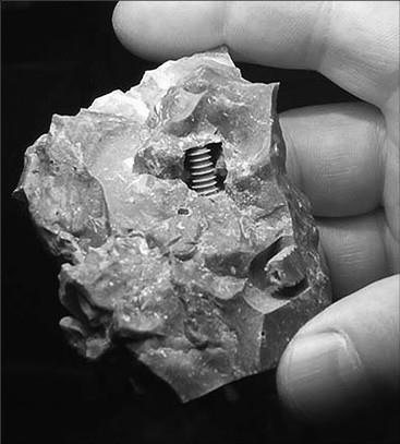 Иллюстрация к книге — 100 великих тайн доисторического мира [i_098.jpg]