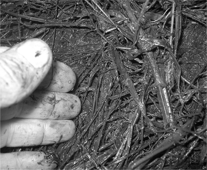 Иллюстрация к книге — Секреты доброй почвы для чудо-урожая [i_010.jpg]