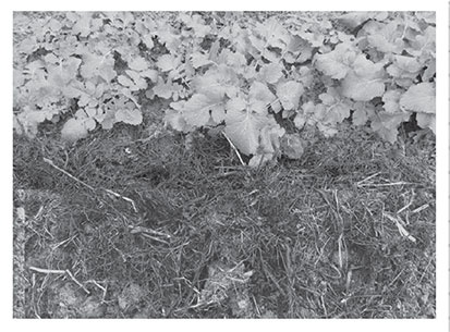 Иллюстрация к книге — Секреты доброй почвы для чудо-урожая [i_017.jpg]