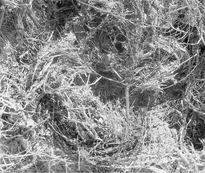 Иллюстрация к книге — Секреты доброй почвы для чудо-урожая [i_023.jpg]