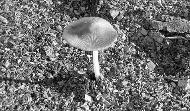 Иллюстрация к книге — Секреты доброй почвы для чудо-урожая [i_024.jpg]