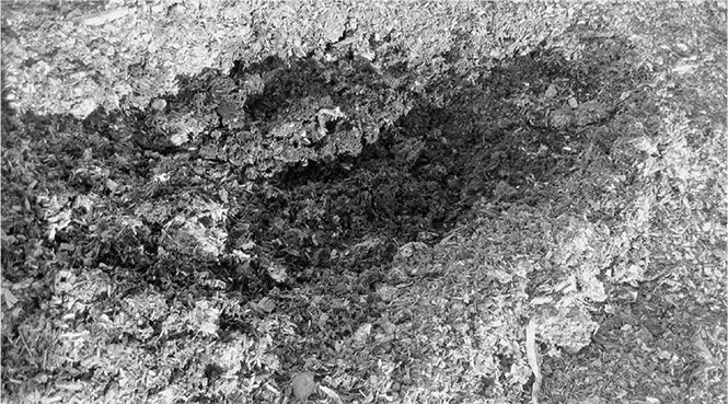 Иллюстрация к книге — Секреты доброй почвы для чудо-урожая [i_025.jpg]