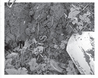 Иллюстрация к книге — Секреты доброй почвы для чудо-урожая [i_027.jpg]