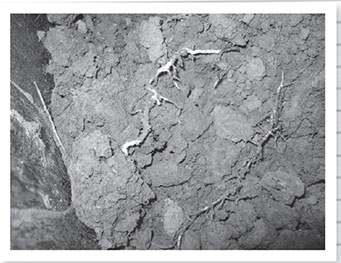 Иллюстрация к книге — Секреты доброй почвы для чудо-урожая [i_040.jpg]