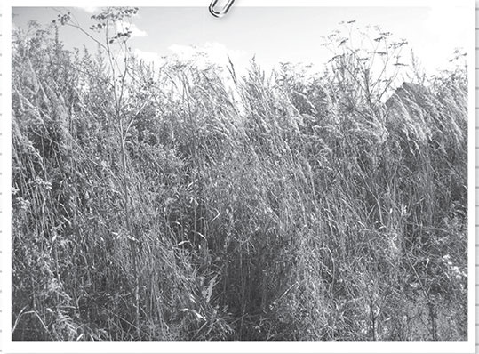 Иллюстрация к книге — Секреты доброй почвы для чудо-урожая [i_043.jpg]