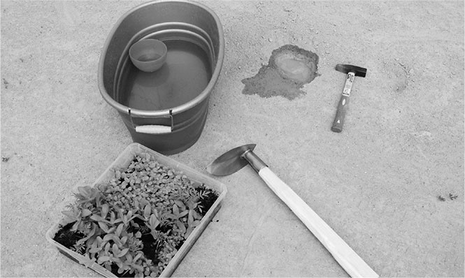 Иллюстрация к книге — Секреты доброй почвы для чудо-урожая [i_044.jpg]