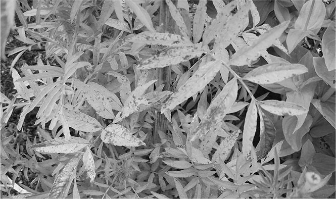 Иллюстрация к книге — Секреты доброй почвы для чудо-урожая [i_046.jpg]