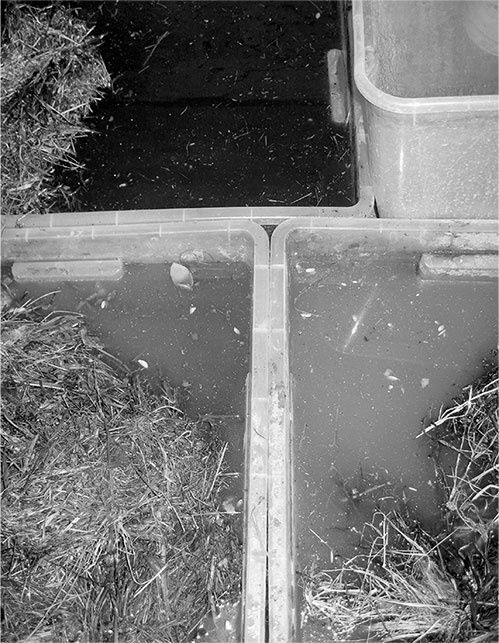 Иллюстрация к книге — Секреты доброй почвы для чудо-урожая [i_050.jpg]