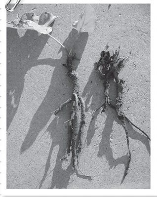 Иллюстрация к книге — Секреты доброй почвы для чудо-урожая [i_056.jpg]