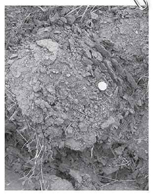 Иллюстрация к книге — Секреты доброй почвы для чудо-урожая [i_057.jpg]