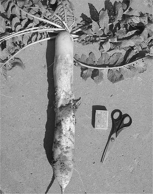 Иллюстрация к книге — Секреты доброй почвы для чудо-урожая [i_058.jpg]