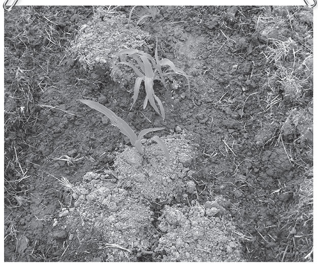 Иллюстрация к книге — Секреты доброй почвы для чудо-урожая [i_061.jpg]