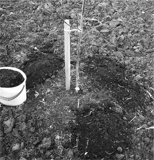 Иллюстрация к книге — Секреты доброй почвы для чудо-урожая [i_063.jpg]