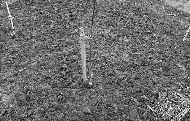 Иллюстрация к книге — Секреты доброй почвы для чудо-урожая [i_064.jpg]